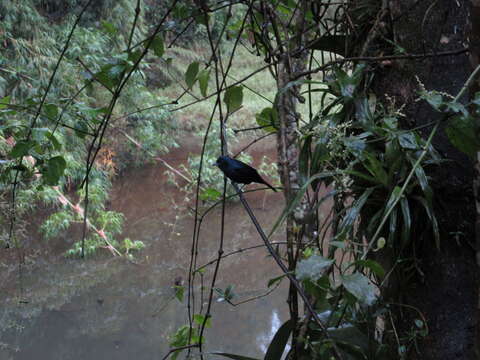 Image of Ruby-crowned Tanager