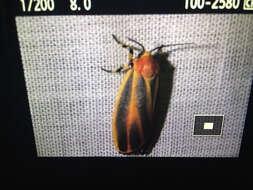 Image of Painted Lichen Moth