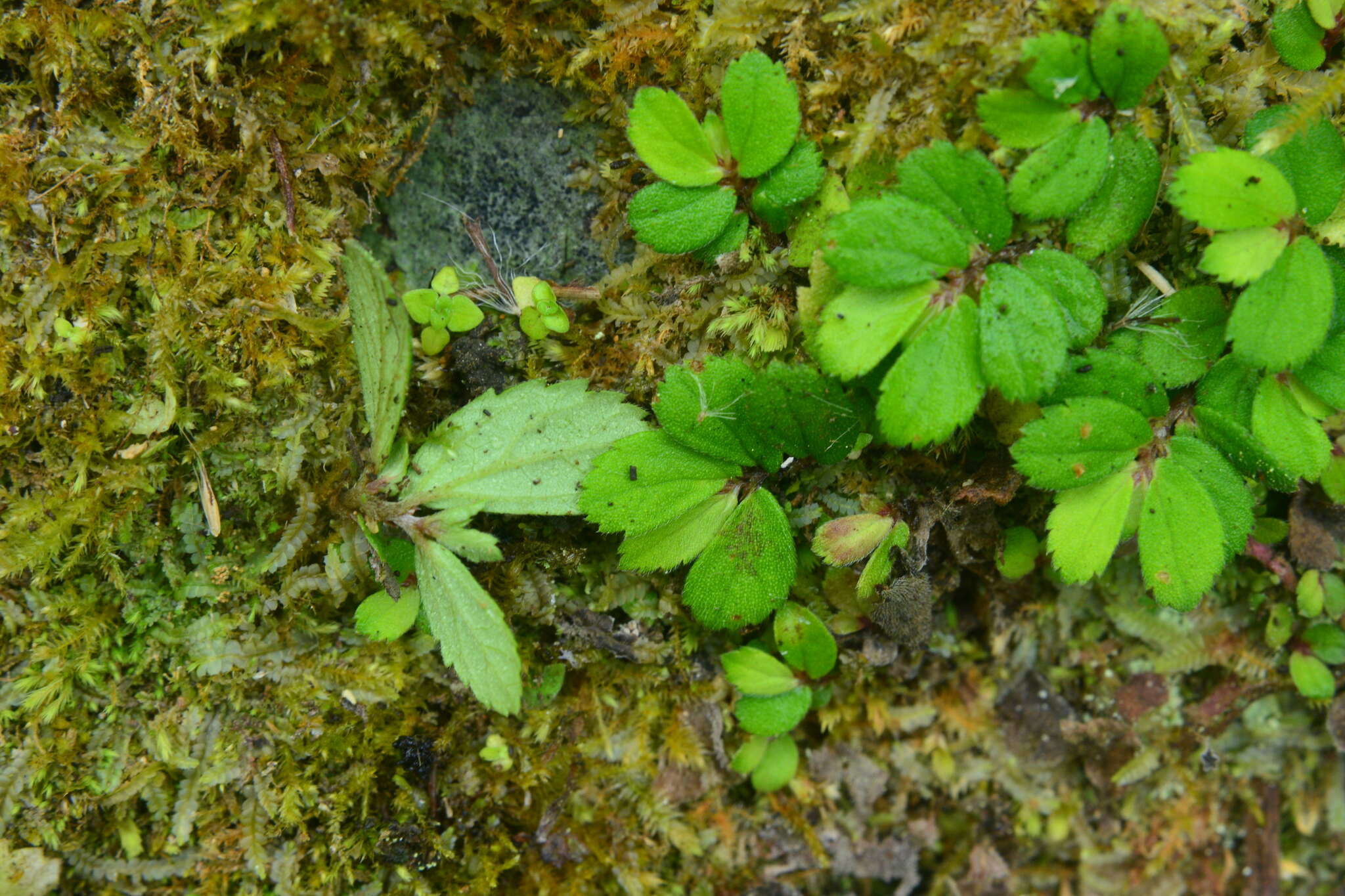 Image of Elatostema strigillosum B. L. Shih & Yuen P. Yang