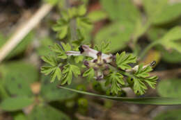 Image of Fumaria judaica subsp. judaica