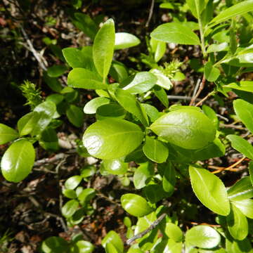 Imagem de Salix myrtillifolia Anderss.