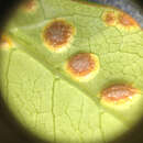 Imagem de Puccinia coprosmae Cooke 1890