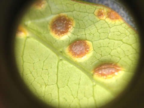 Imagem de Puccinia coprosmae Cooke 1890