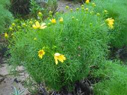 Image de Coreopsis gigantea (Kellogg) Hall