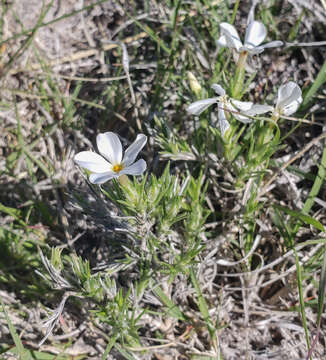 Imagem de Phlox andicola E. Nelson