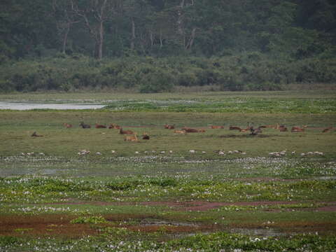 Image of Swamp Deer