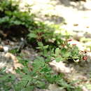 Image of Dorycnium graecum (L.) Ser.