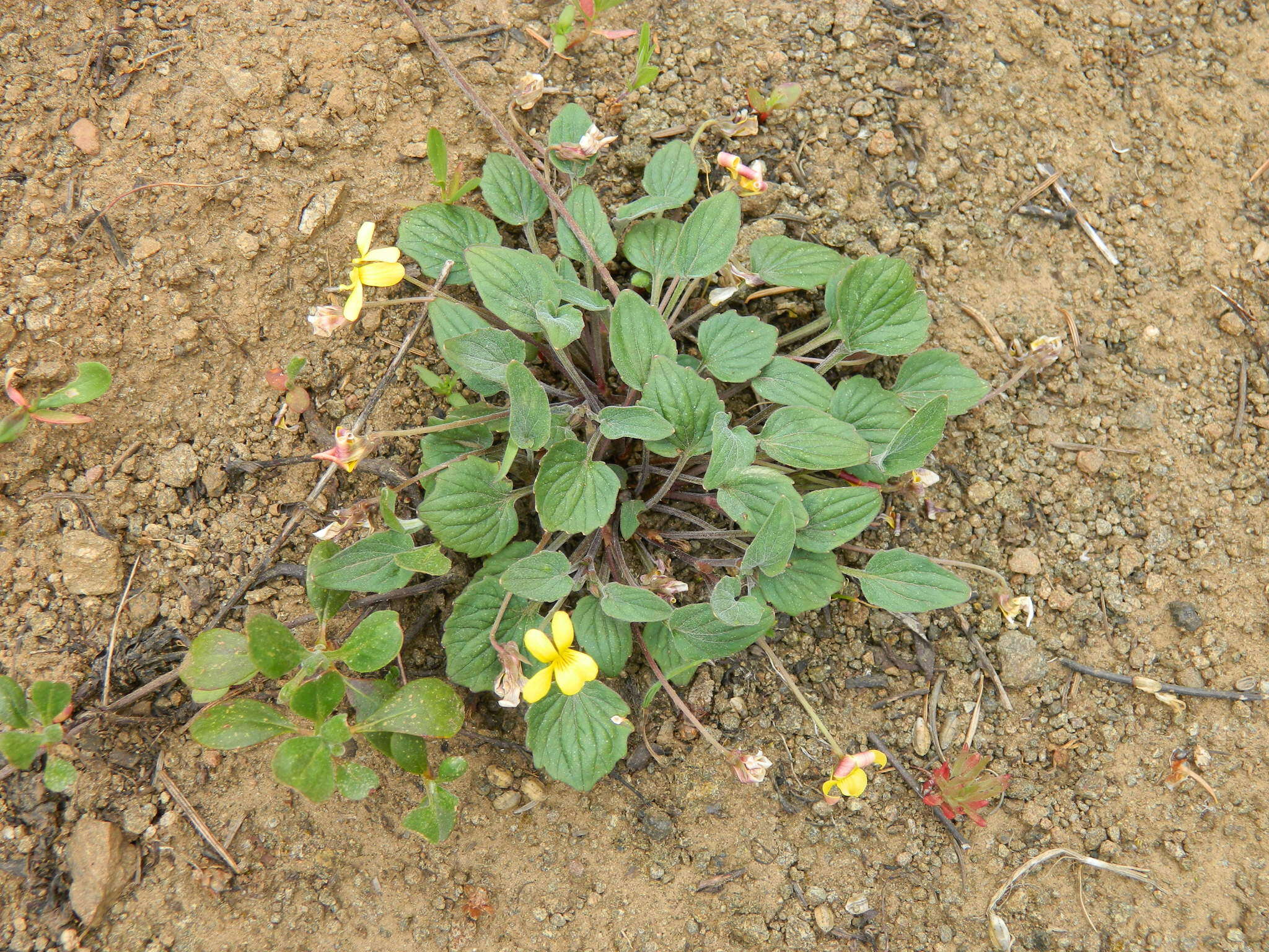 Image de Viola purpurea var. venosa (S. Watson) Brainerd