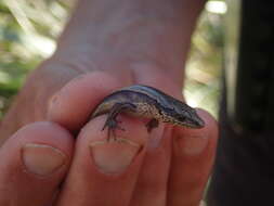 Image of Brown Skink