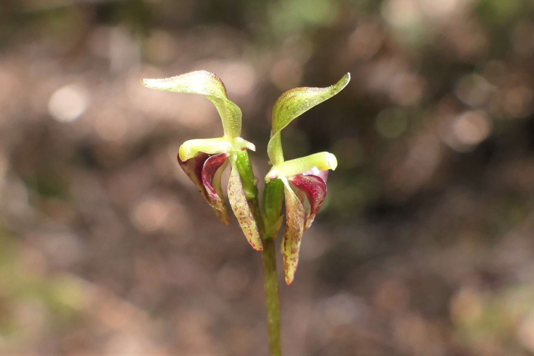 Image of Beech orchid