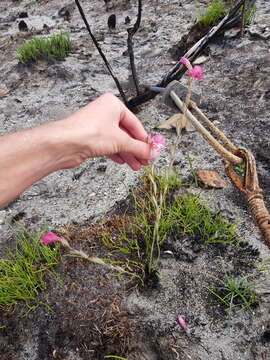 Image of Gladiolus brevifolius Jacq.