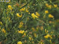 صورة Genista fasselata Decne.