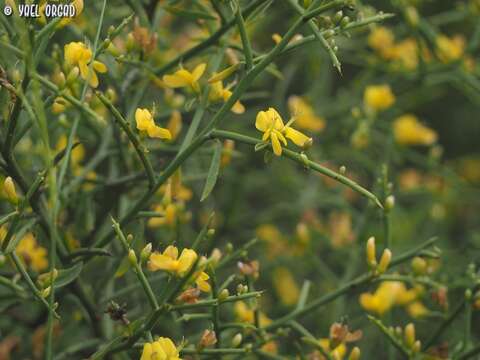 Слика од Genista fasselata Decne.