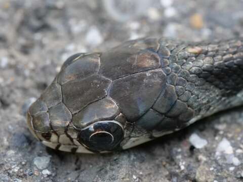 Sivun Rhabdophis tigrinus tigrinus (F. Boie 1826) kuva