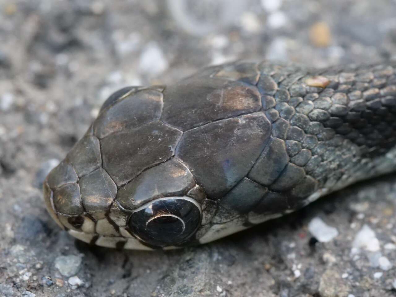 Image of Rhabdophis tigrinus tigrinus (F. Boie 1826)