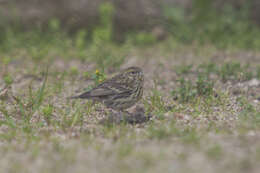 Image of serin, european serin