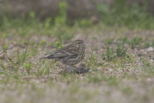 Image of serin, european serin