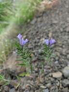 Image of Ziziphora taurica M. Bieb.