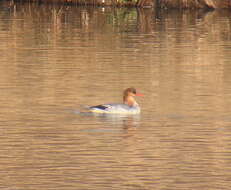 Image of Chinese Merganser