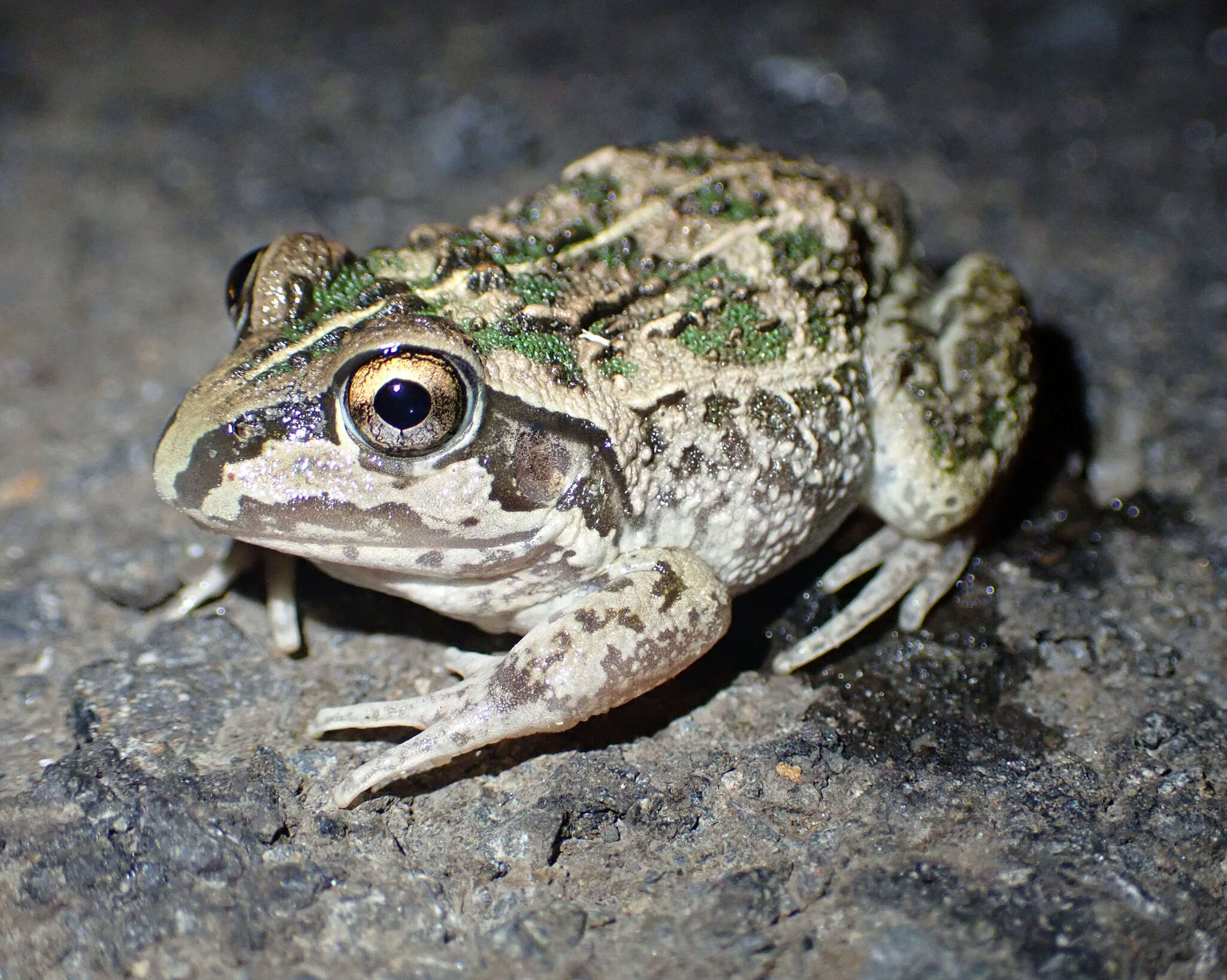 Plancia ëd Ranoidea verrucosa (Tyler & Martin 1977)