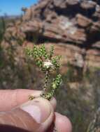 Image of Macrostylis squarrosa Bartl. & Wendl. fil.