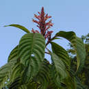 Image de Phlogacanthus curviflorus (Wall.) Nees