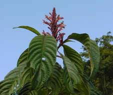 Image de Phlogacanthus curviflorus (Wall.) Nees