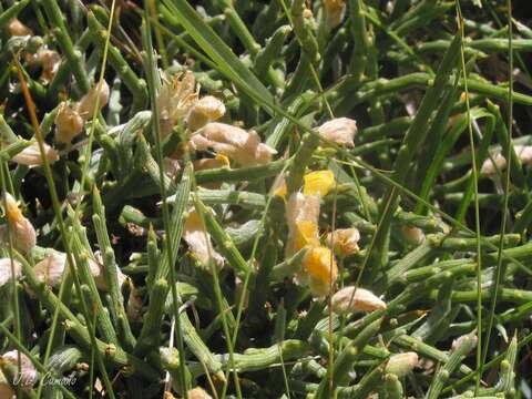 Imagem de Genista sanabrensis Valdes Brem. et al.