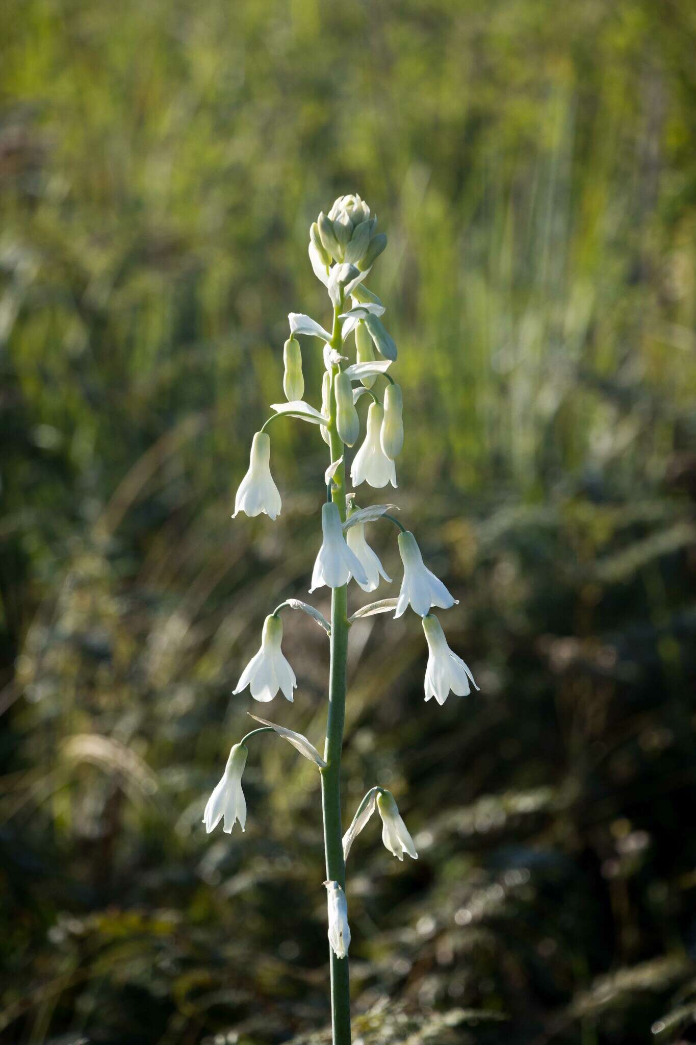 Image of Common berg lily