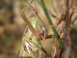 Image de Metaballus sagaeformis Herman 1874