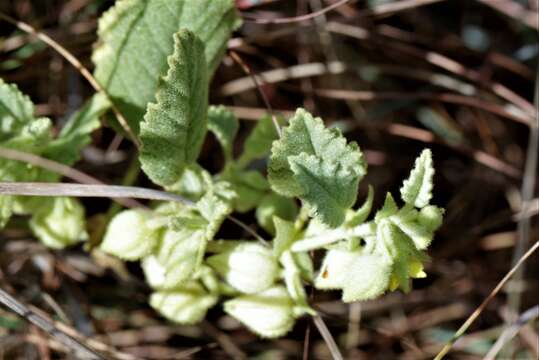 Imagem de Hermannia grandistipula (Buchinger ex Hochst.) K. Schum.