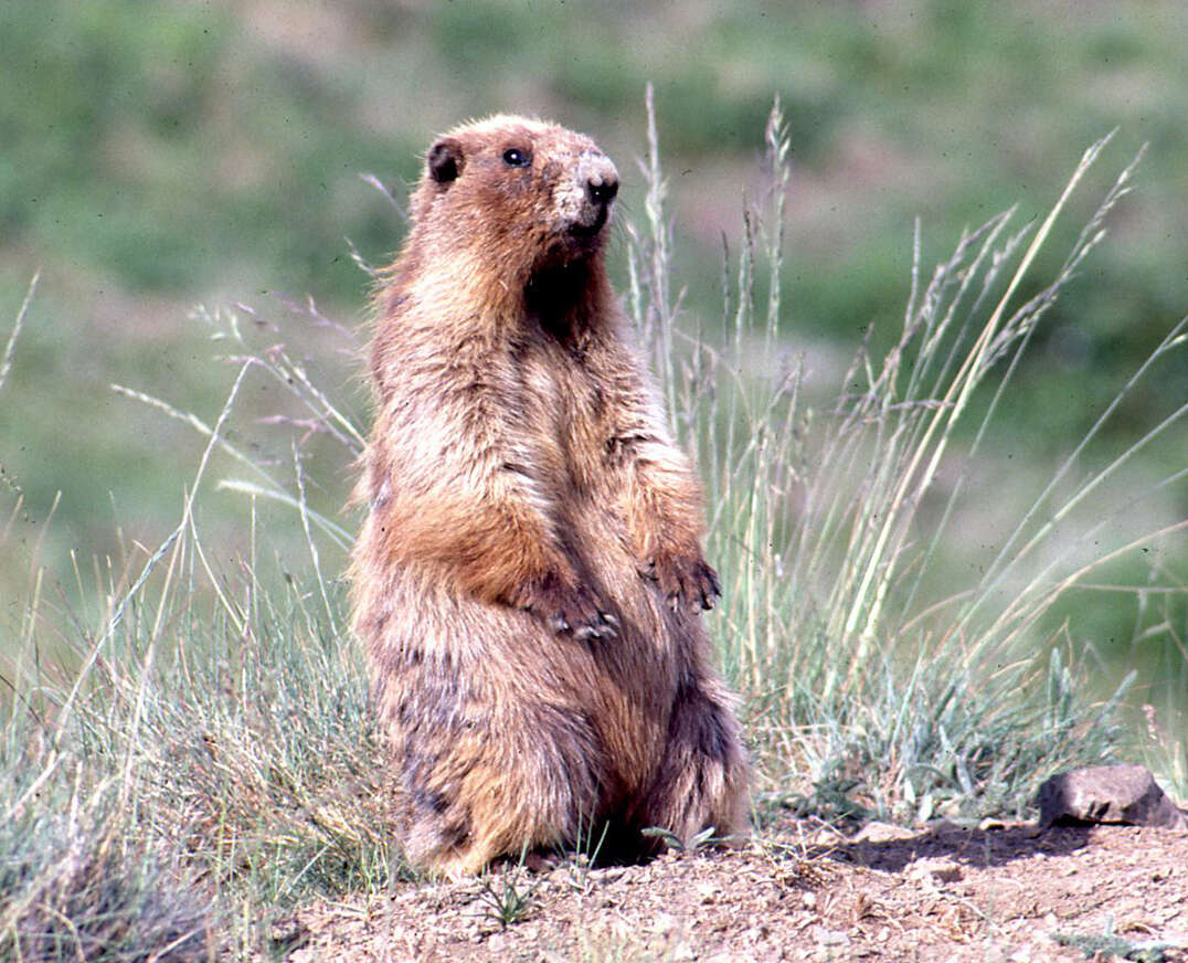 Image of Olympic Marmot