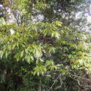 Image of Elaeocarpus japonicus Siebold & Zucc.