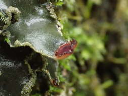 Image of felt lichen