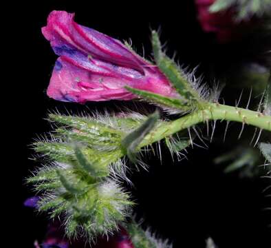 Image of Cretan viper's bugloss