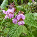 Impatiens sulcata Wall. resmi