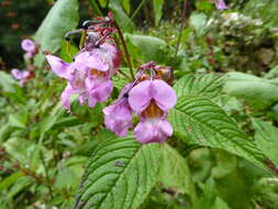 Imagem de Impatiens sulcata Wall.