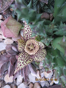 Ceropegia mixta (Masson) Bruyns resmi