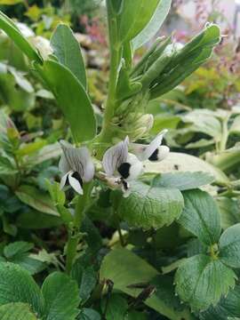 Image of Broad Bean