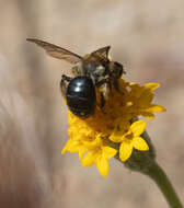 Image of Andrena sola Viereck 1917