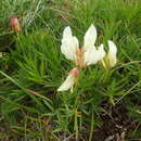 Image of Trifolium polyphyllum (C. A. Mey.) Latsch.