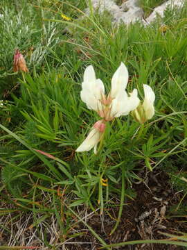 Image of Trifolium polyphyllum (C. A. Mey.) Latsch.