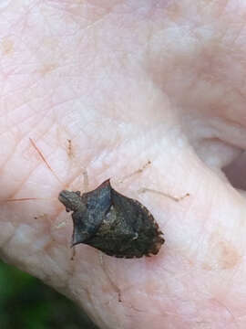 Image of Dusky Stink Bug