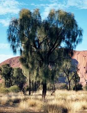 Image of Desert oak