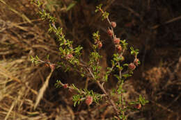 Image of Kotschya strigosa (Benth.) Dewit & P. A. Duvign.