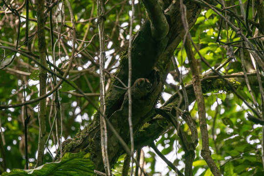 Image of Colombian Gray Night Monkey