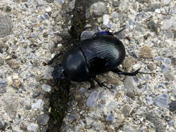 Слика од Geotrupes stercorarius (Linnaeus 1758)