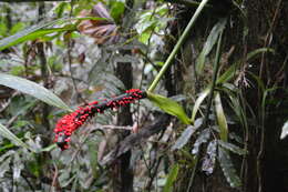 Anthurium ravenii Croat & R. A. Baker resmi