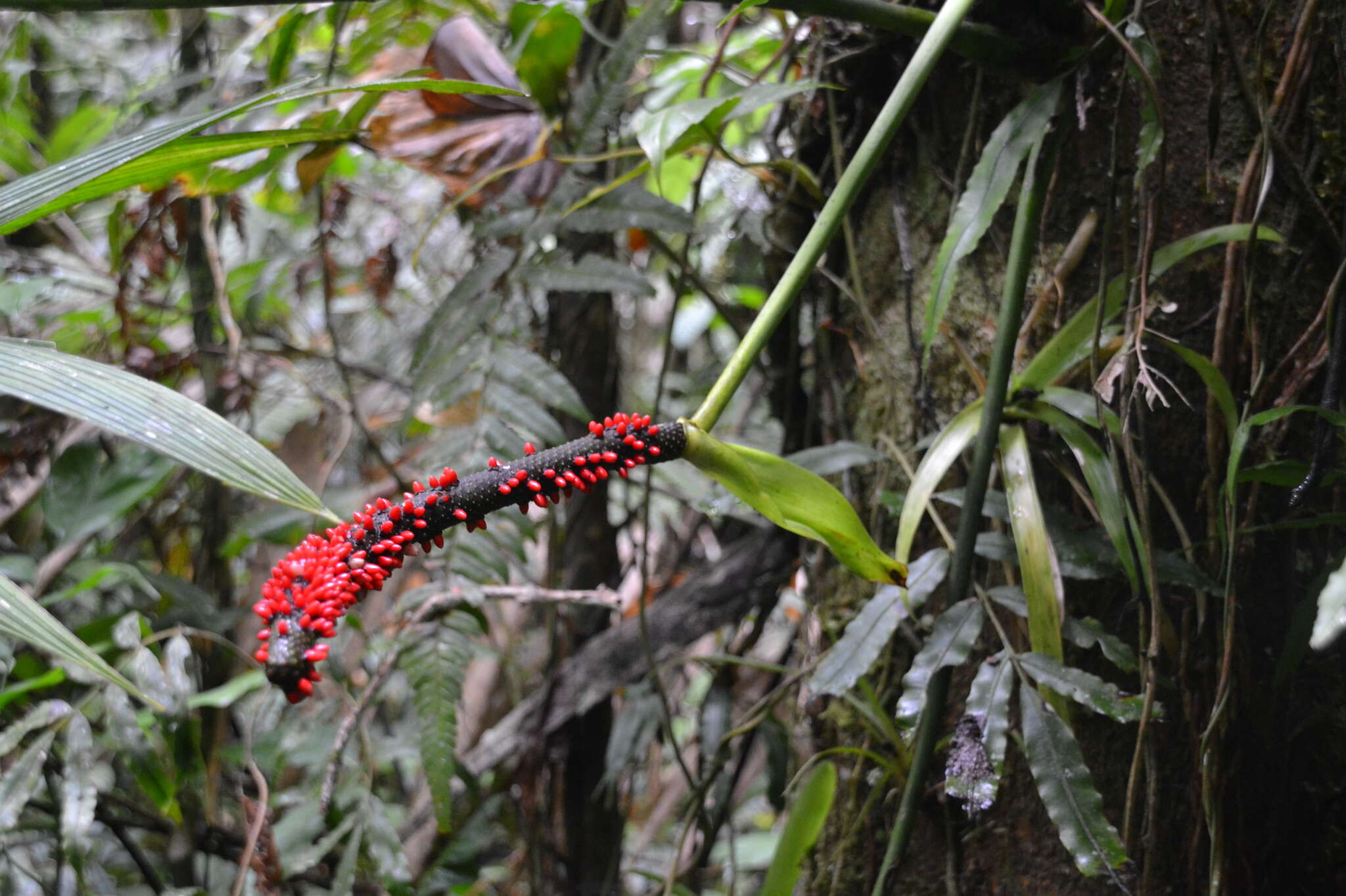 Anthurium ravenii Croat & R. A. Baker resmi