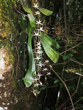 Слика од Aerangis brachycarpa (A. Rich.) T. Durand & Schinz